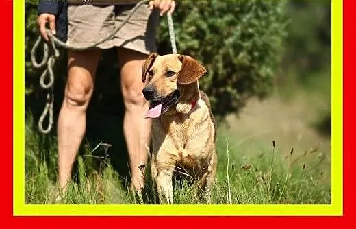 Pozytywnie nastawiony do człowieka,łagodny,kontakt