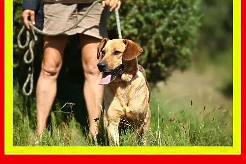Pozytywnie nastawiony do człowieka,łagodny,kontakt