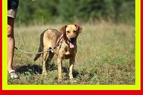 Pozytywnie nastawiony do człowieka,łagodny,kontakt