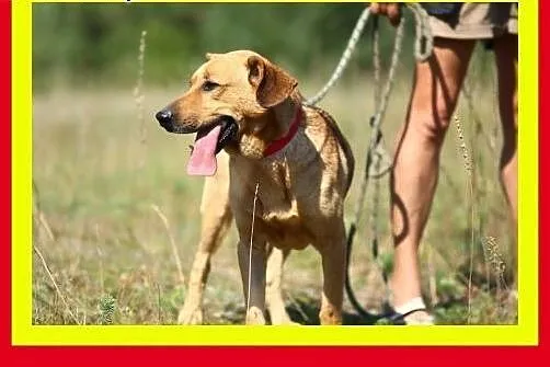 Pozytywnie nastawiony do człowieka,łagodny,kontakt
