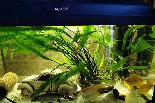 Akwarium Akwarjo Z Rybkami 60L kompletne