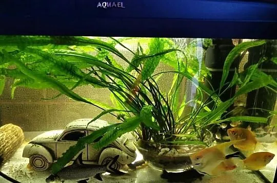 Akwarium Akwarjo Z Rybkami 60L kompletne, Wielkopolskie, Grodzisk Wielkopolski