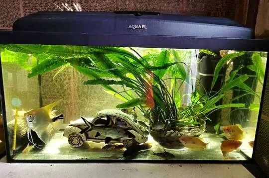 Akwarium Akwarjo Z Rybkami 60L kompletne, Wielkopolskie, Grodzisk Wielkopolski
