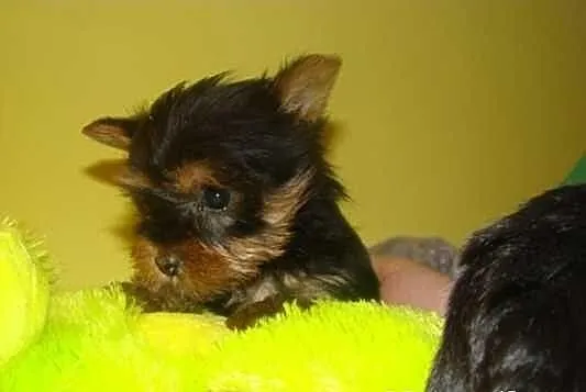 Szczenie, York miniaturka, 1,5 kg