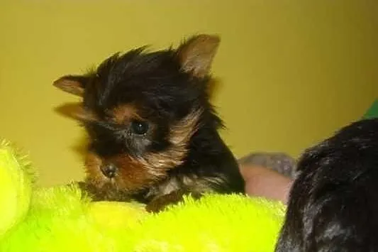 Szczenie, York miniaturka, 1,5 kg