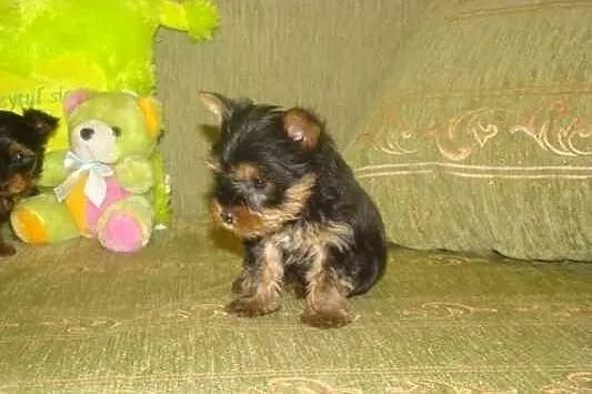 Szczenie, York miniaturka, 1,5 kg