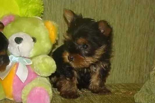 Szczenie, York miniaturka, 1,5 kg