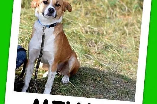 15 kg, delikatna, łagodna,przyjazna suczka MIWA.Adopcja.,  łódzkie Łódź