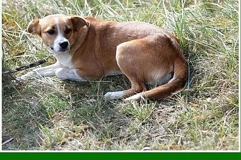 15 kg, delikatna, łagodna,przyjazna suczka MIWA.Ad