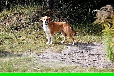 15 kg, delikatna, łagodna,przyjazna suczka MIWA.Ad