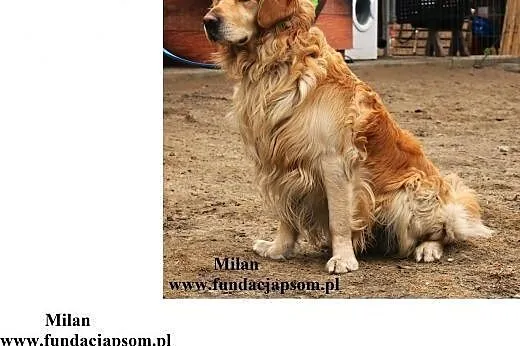 Milan - radosny golden ,  mazowieckie Nowy Dwór Ma