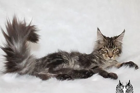 Kocurek Maine Coon od kociego behawiorysty