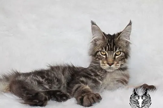 Kocurek Maine Coon od kociego behawiorysty, Dolnośląskie, Nowa Ruda