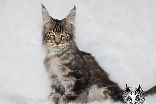 Kocurek Maine Coon od kociego behawiorysty, Dolnośląskie, Nowa Ruda