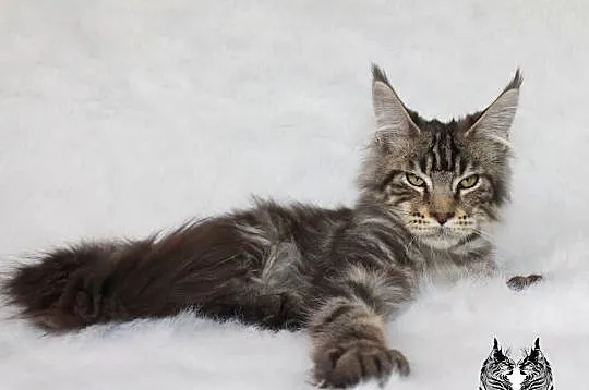 Kocurek Maine Coon od kociego behawiorysty, Dolnośląskie, Nowa Ruda