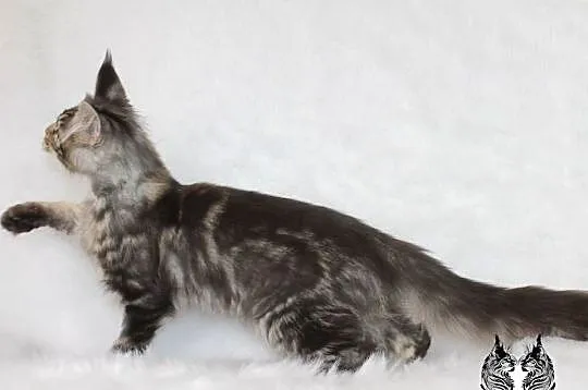 Kocurek Maine Coon od kociego behawiorysty, Dolnośląskie, Nowa Ruda