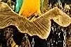 Huśtawki z brzozy ara żako kakadu, Bochnia