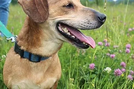 Rysiek - starszak do adopcji ,  dolnośląskie Wrocł