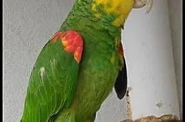 Amazonka oratrix