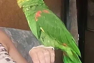 Amazonka oratrix, Podkarpackie, Rzeszów
