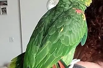 Amazonka oratrix, Podkarpackie, Rzeszów
