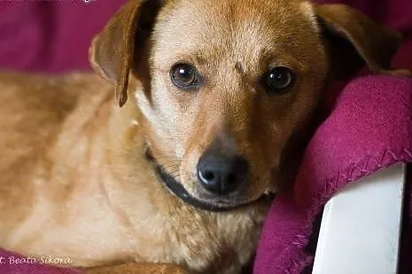 Fantastyczna Psotka, dzieciolubna, grzeczna sunia ADOPCJA,  Kundelki cała Polska