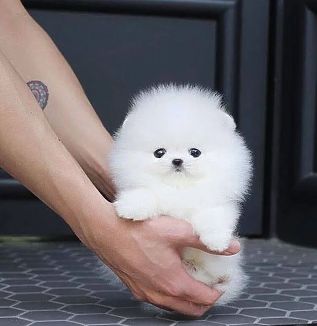 Szczenięta Pomeranian - Szpic miniaturowy, Podlaskie, Białystok