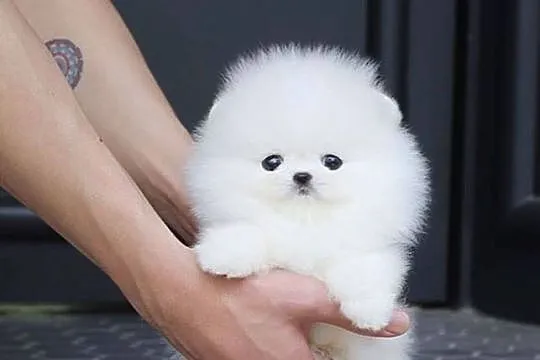 Szczenięta Pomeranian - Szpic miniaturowy, Podlaskie, Białystok