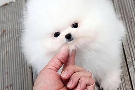 Szczenięta Pomeranian - Szpic miniaturowy, Podlaskie, Białystok