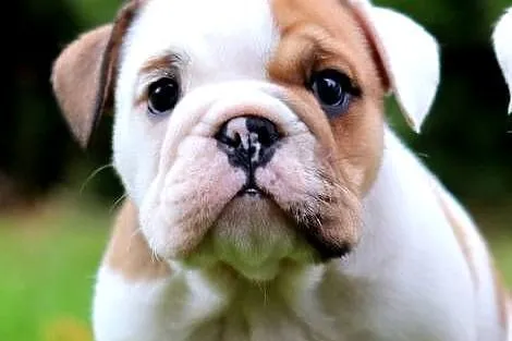 Buldog angielski ZKwP FCI