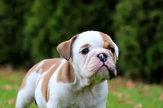 Buldog angielski ZKwP FCI, Śląskie, Świerklany