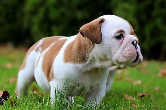 Buldog angielski ZKwP FCI, Śląskie, Świerklany