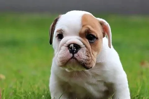 Buldog angielski ZKwP FCI, Śląskie, Świerklany