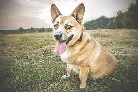 Buba mała suczka w typie corgi.,  wielkopolskie Rz