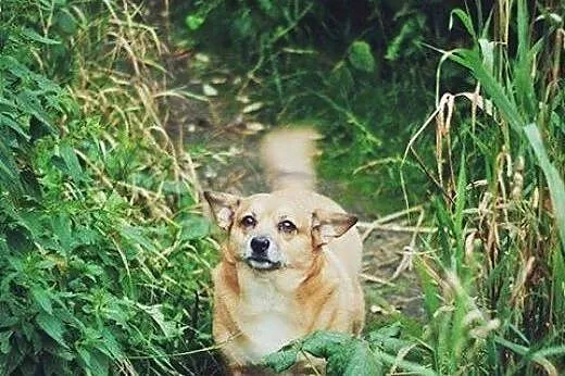 Buba mała suczka w typie corgi.,  wielkopolskie Rz