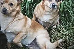 Buba mała suczka w typie corgi.,  wielkopolskie Rz