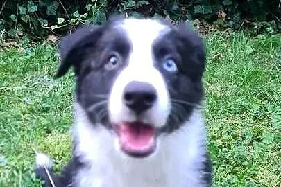 Szczeniak Border Collie, Wielkopolskie, Krotoszyn