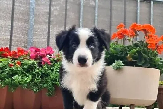 Szczeniak Border Collie, Wielkopolskie, Krotoszyn