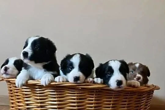 Szczeniak Border Collie, Wielkopolskie, Krotoszyn