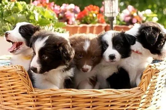 Szczeniak Border Collie, Wielkopolskie, Krotoszyn