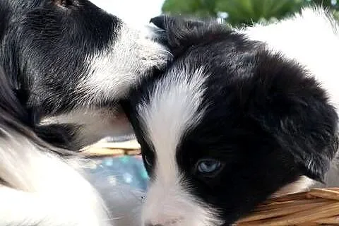 Szczeniak Border Collie, Wielkopolskie, Krotoszyn