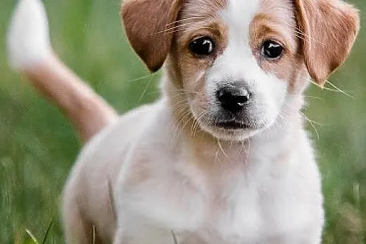 Słodki śmietankowy po prostu PYSZNY! Maleńki SZCZENIACZEK do adopcji,  mazowieckie Warszawa