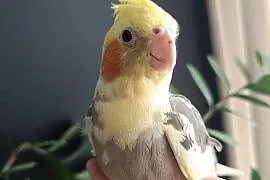 Nimfy oswojone
