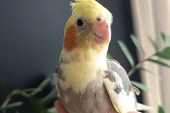 Nimfy oswojone