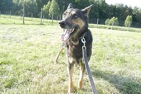 Spokojna, grzeczna Lucy w typie owczarka szuka domu!,  Kundelki cała Polska