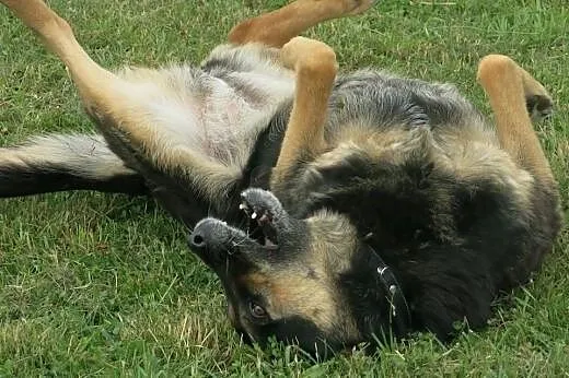Spokojna, grzeczna Lucy w typie owczarka szuka dom