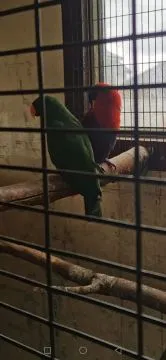 Lora Wielka Lory Wielkie para Dorosła polecam Ptaki bez ubytków Samiec i Samica, , Grodzisk Wielkopolski