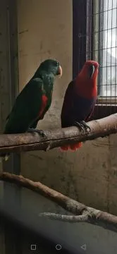 Lora Wielka Lory Wielkie para Dorosła polecam Ptaki bez ubytków Samiec i Samica, , Grodzisk Wielkopolski