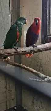 Lora Wielka Lory Wielkie para Dorosła polecam Ptaki bez ubytków Samiec i Samica, , Grodzisk Wielkopolski