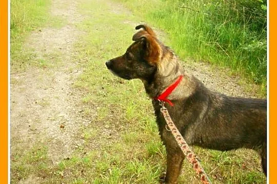 Średnia, grzeczna, spokojna,kontaktowa suczka GORA